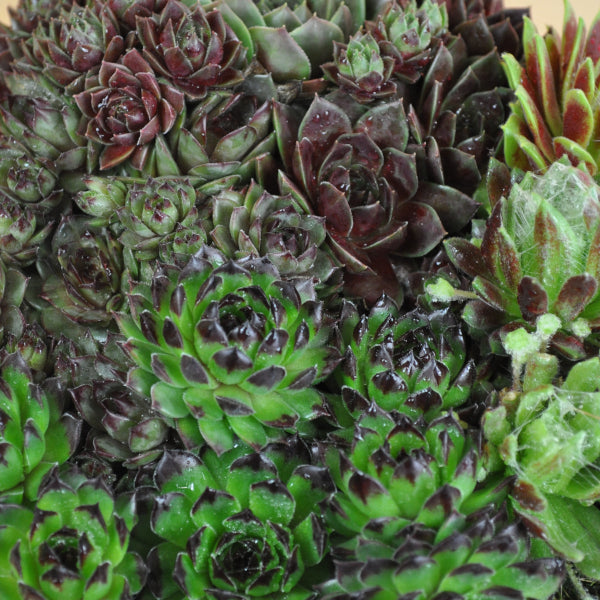Hauswurz Sempervivum Tonschale Mix – robust und vielseitig