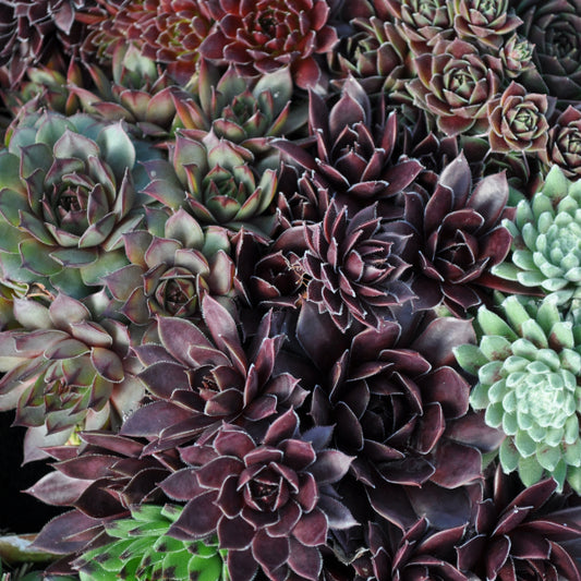 Hauswurz Sempervivum Tonschale Mix – robuste winterharte Staude