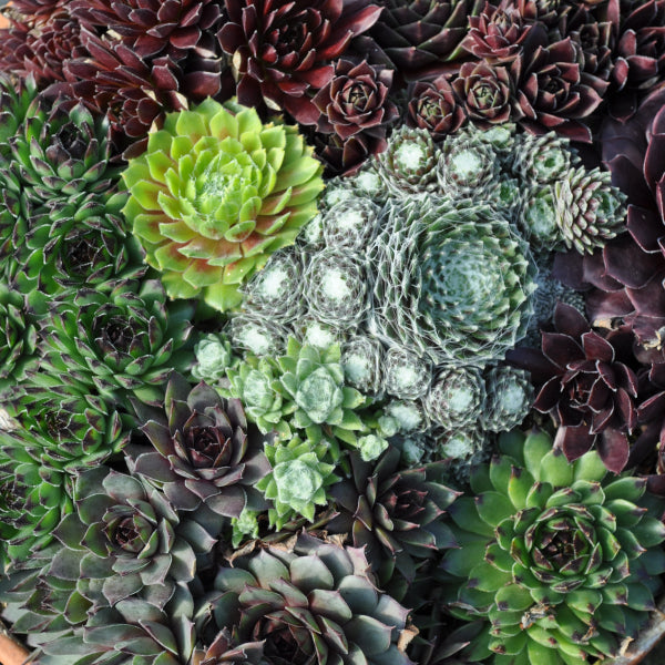 Hauswurz Sempervivum Tonschale Mix – robust und vielseitig