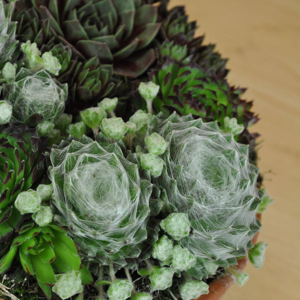 Hauswurz Sempervivum Tonschale Mix – robust und vielseitig