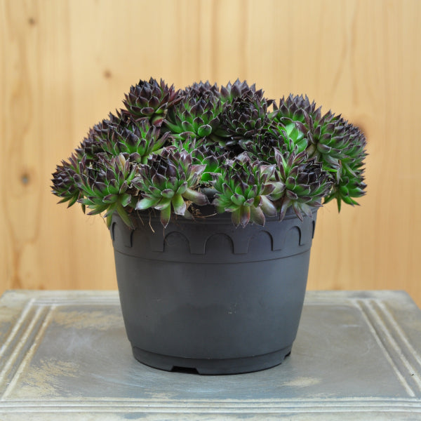 Der robuste Hauswurz - Sempervivum Reinhart