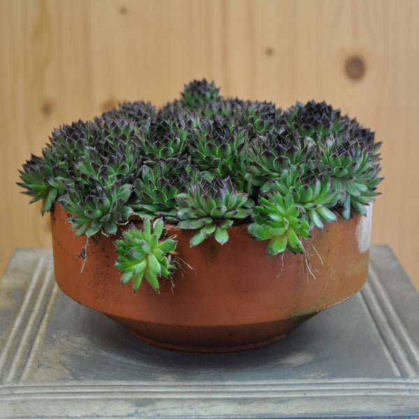 Der robuste Hauswurz - Sempervivum Reinhart