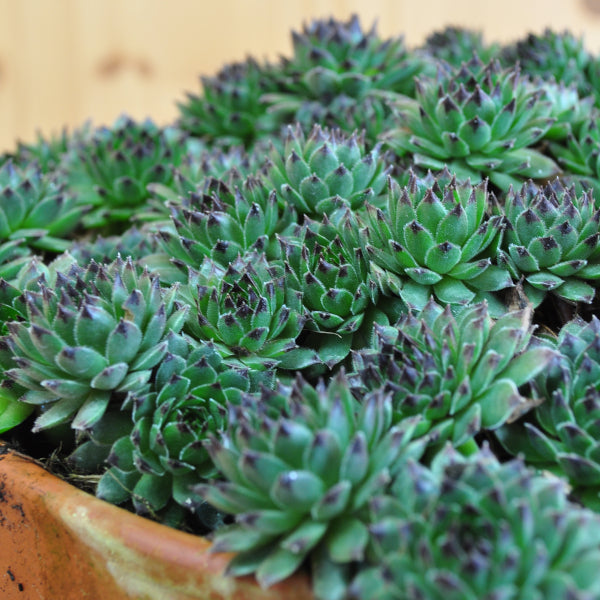 Hauswurz Sempervivum Reinhart in Tonschale – robust und winterhart