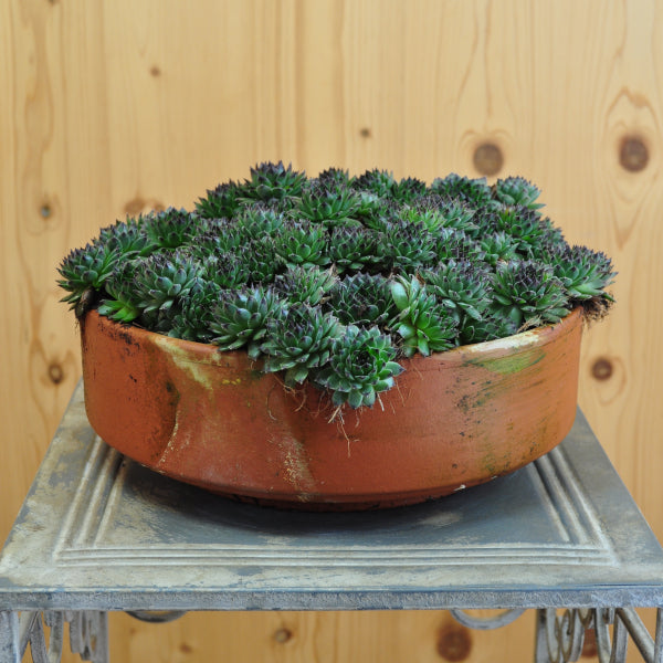 Hauswurz Sempervivum Reinhart in Tonschale – robust und winterhart