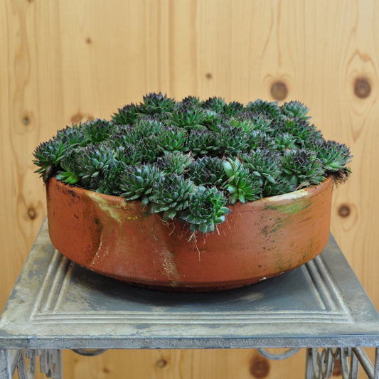 Hauswurz Sempervivum Reinhart in Tonschale – robust und winterhart