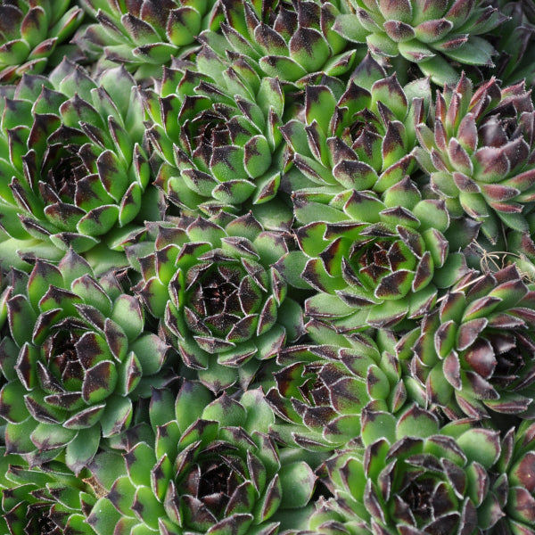 Hauswurz Sempervivum Reinhart in Tonschale – robust und winterhart