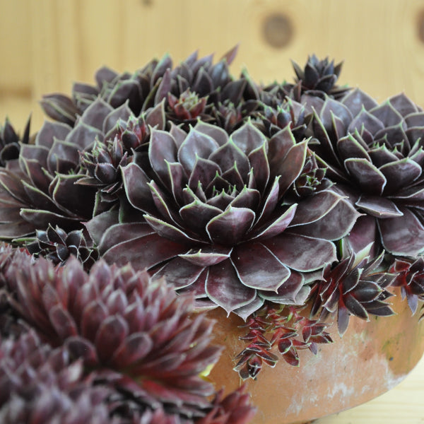 Der robuste Hauswurz - Sempervivum