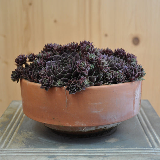 Der robuste Hauswurz - Sempervivum Ruby Lime
