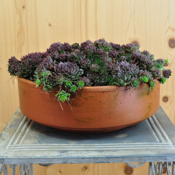 Der robuste Hauswurz - Sempervivum Ruby Lime