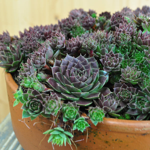 Der robuste Hauswurz - Sempervivum Ruby Lime