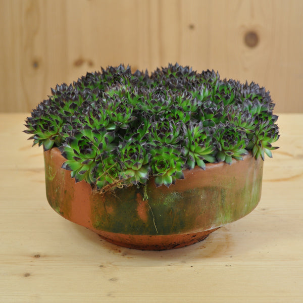 Der robuste Hauswurz - Sempervivum