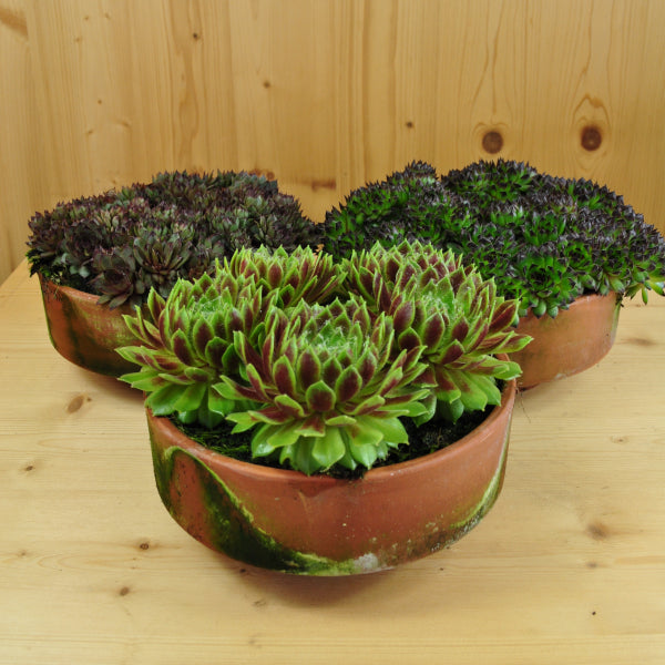 Der robuste Hauswurz - Sempervivum