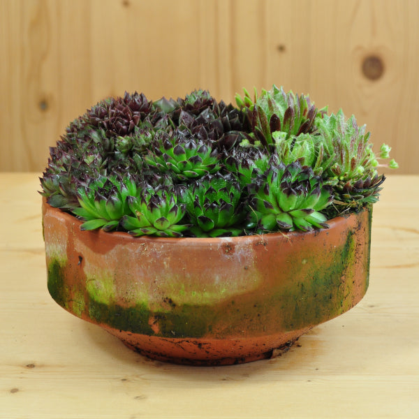 Hauswurz Sempervivum Tonschale Mix – robuste winterharte Staude