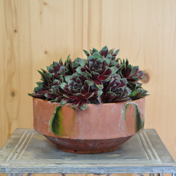 Der robuste Hauswurz - Sempervivum