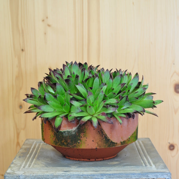 Der robuste Hauswurz - Sempervivum