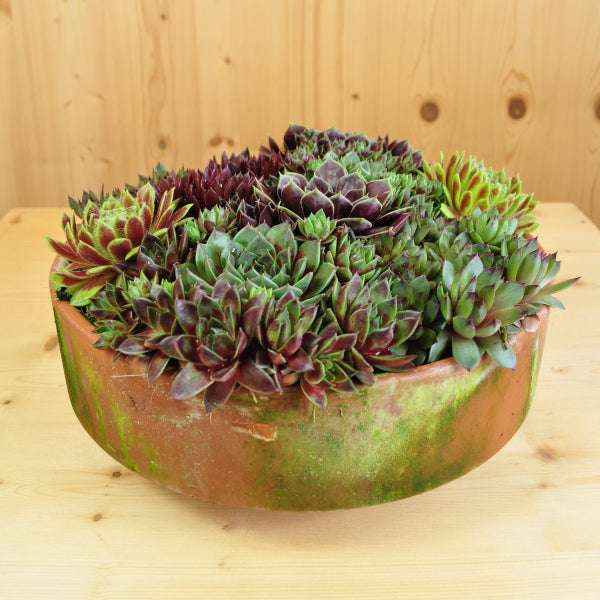 Hauswurz Sempervivum Tonschale Mix – robust und vielseitig