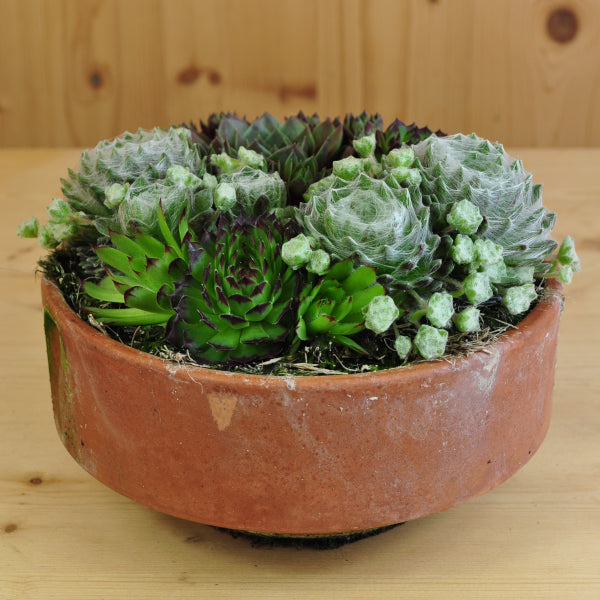 Hauswurz Sempervivum Tonschale Mix – robuste winterharte Staude