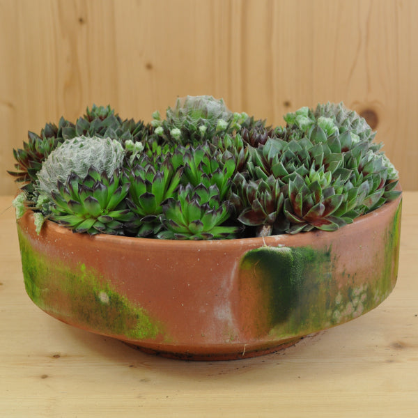 Hauswurz Sempervivum Tonschale Mix – robust und vielseitig