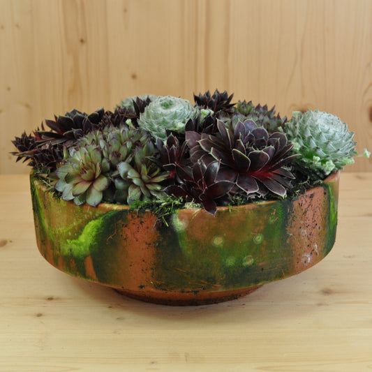 Hauswurz Sempervivum Tonschale Mix – robust und vielseitig