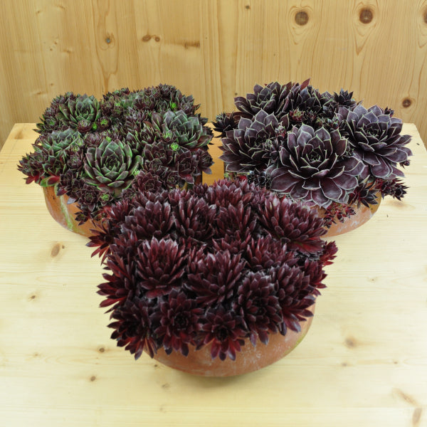 Der robuste Hauswurz - Sempervivum