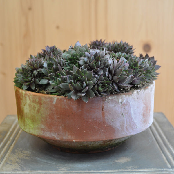 Der robuste Hauswurz - Sempervivum braunii