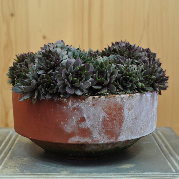 Der robuste Hauswurz - Sempervivum braunii