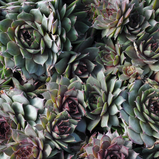 Hauswurz Sempervivum braunii im 14er Topf – Robust und winterhart aus Schweizer Produktion