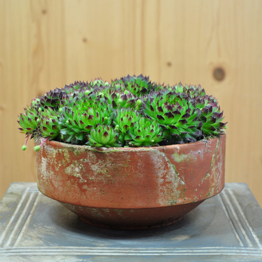 Hauswurz Sempervivum oscularis grün 20er Schale winterhart