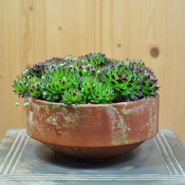 Hauswurz Sempervivum oscularis grün 20er Schale winterhart