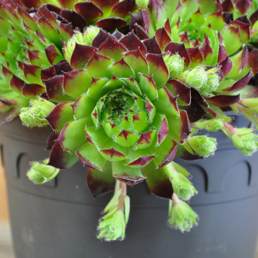 Hauswurz Sempervivum oscularis im 14er Topf – robust und winterhart
