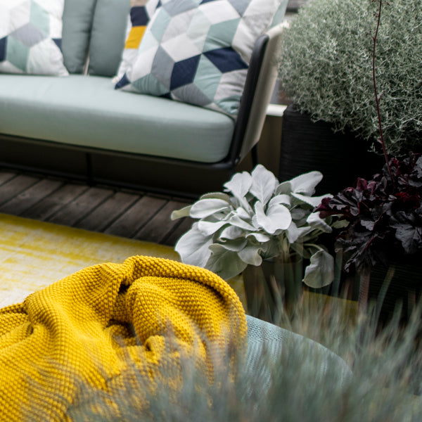 Das Blattschmuck-Kreuzkraut - Senecio candicans Angel Wings