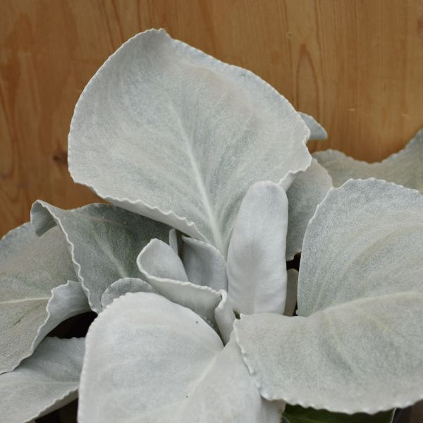 Das Blattschmuck-Kreuzkraut - Senecio candicans Angel Wings