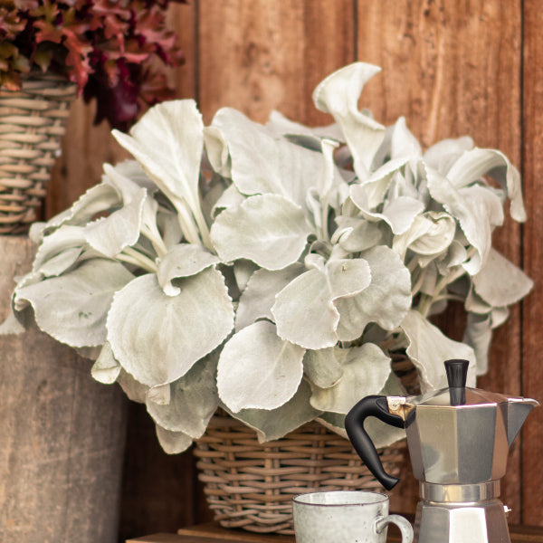 Das Blattschmuck-Kreuzkraut - Senecio candicans Angel Wings