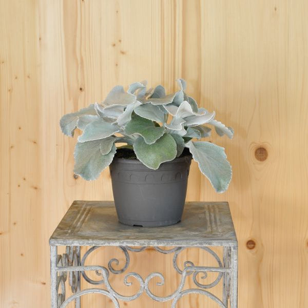 Das Blattschmuck-Kreuzkraut - Senecio candicans Angel Wings