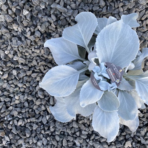 Das Blattschmuck-Kreuzkraut - Senecio candicans Angel Wings