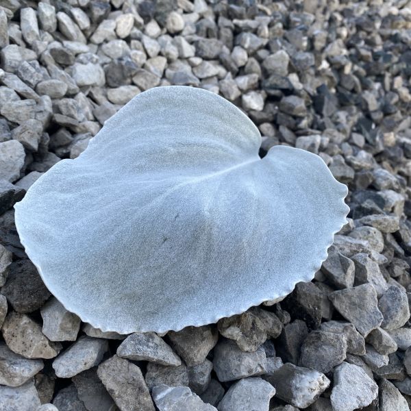 Das Blattschmuck-Kreuzkraut - Senecio candicans Angel Wings