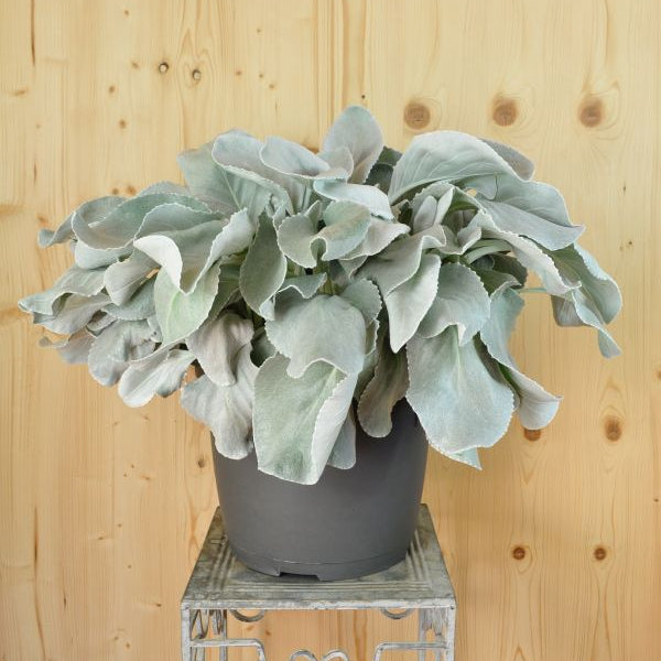 Das Blattschmuck-Kreuzkraut - Senecio candicans Angel Wings