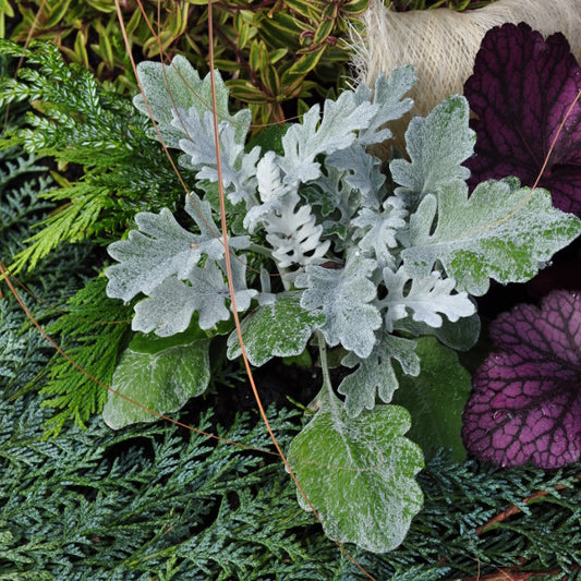 Kreuzkraut - Senecio cineraria Silverdust