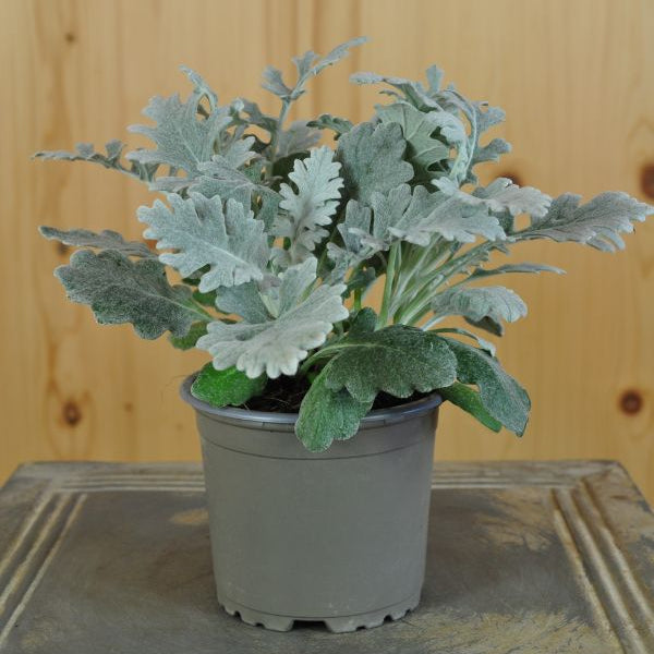 Kreuzkraut - Senecio cineraria Silverdust