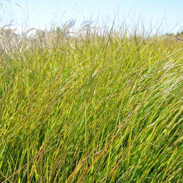 Das elegante Federgras - Stipa tenuissima