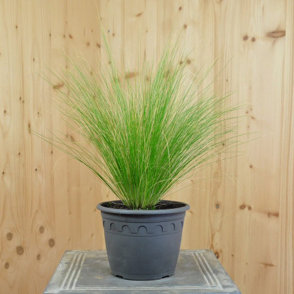 Stipa tenuissima Pony Tails – Zartes Federgras aus Schweizer Produktion