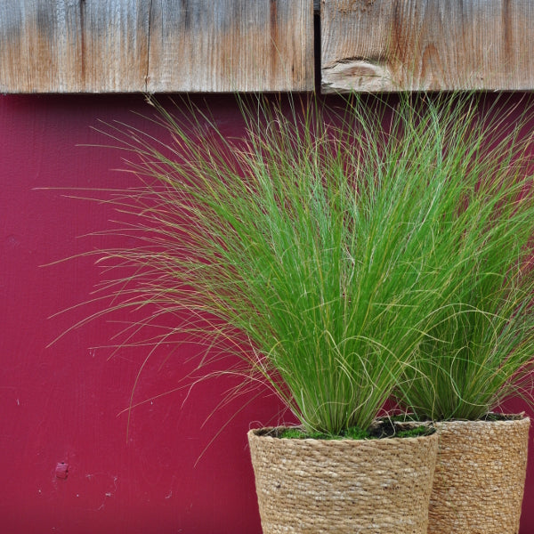 Stipa tenuissima Pony Tails – Zartes Federgras aus Schweizer Produktion