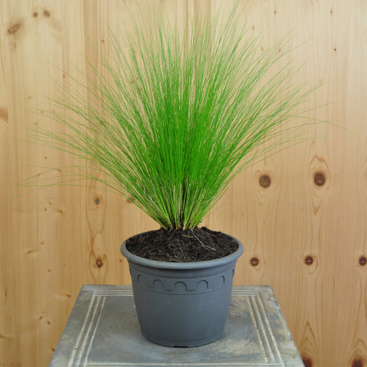 Das elegante Federgras - Stipa tenuissima