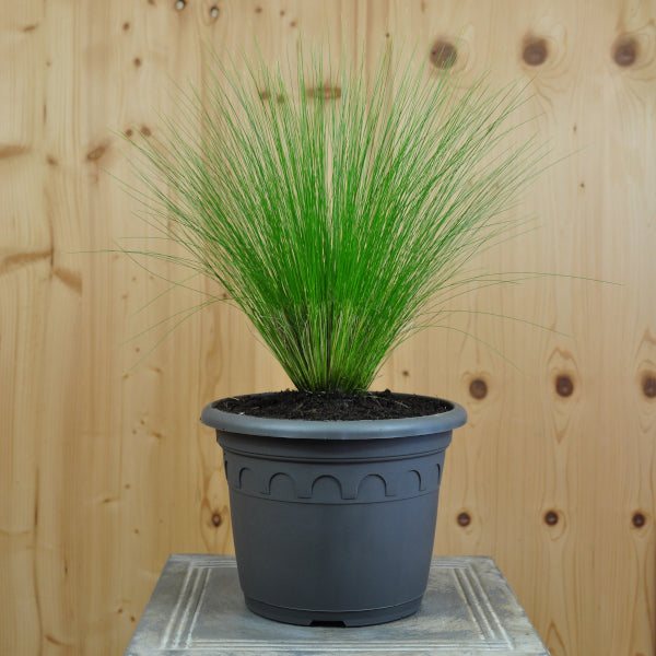 Zartes Federgras Pony Tails – Winterhartes Engelshaar aus Schweizer Produktion