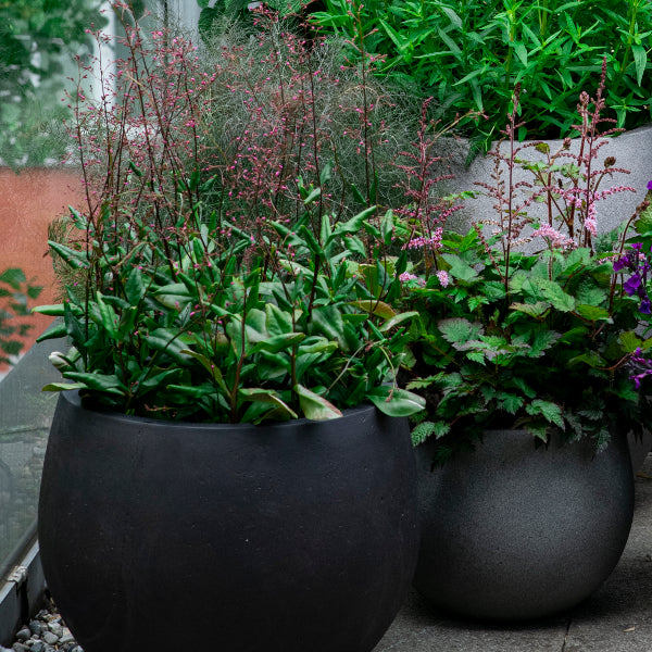 Erdginseng Talinum paniculatum Verde – Zierliche Saisonpflanze mit Fruchtschmuck, 21er Topf