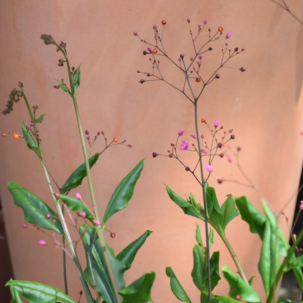 Erdginseng Talinum paniculatum Verde – Zierliche Saisonpflanze mit Fruchtschmuck, 21er Topf