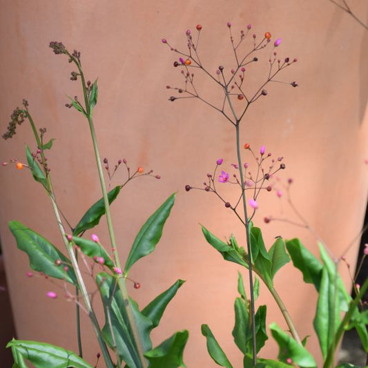 Erdginseng Talinum paniculatum Verde – Zierliche Saisonpflanze mit Fruchtschmuck, 21er Topf