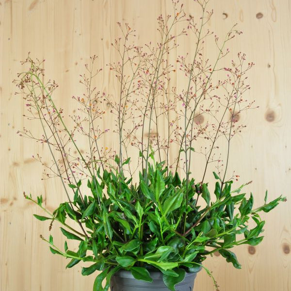 Erdginseng Talinum paniculatum Verde – Zierliche Saisonpflanze mit Fruchtschmuck, 21er Topf