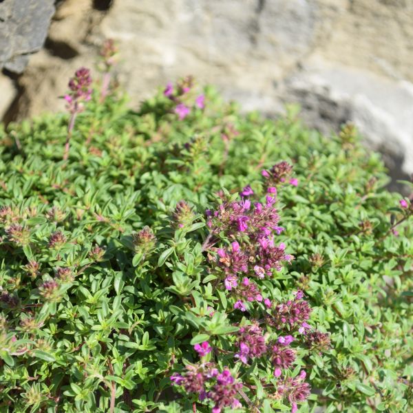Der frühblühender Sand-Thymian - Thymus Purple Beauty