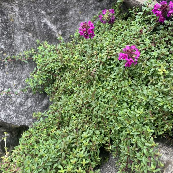 Der frühblühender Sand-Thymian - Thymus Purple Beauty